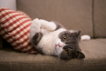 Cute British short-haired cat, indoor shooting