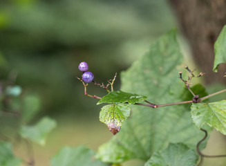Closeup of purple porcelain berry on a vine