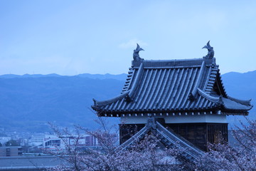 Naklejka premium Japanese national flower cherry blossom