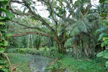 Botanischer Garten, Cienfuegos, Kuba