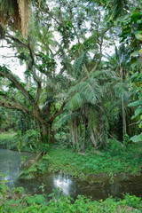 Botanischer Garten, Cienfuegos, Kuba