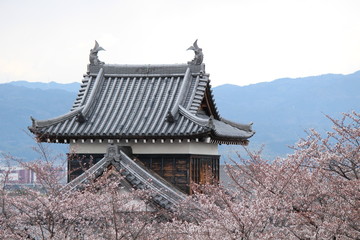 Obraz premium Japanese national flower cherry blossom