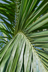 Botanischer Garten, Cienfuegos, Kuba