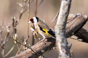 Cardellino