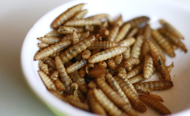 Dried caterpillars on white background for animal food.