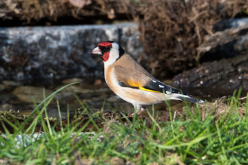 Cardellino