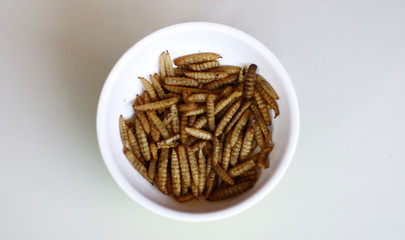 Dried caterpillars on white background for animal food.