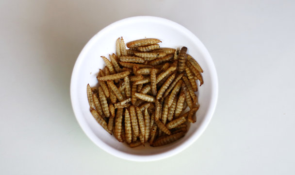 Dried caterpillars on white background for animal food.