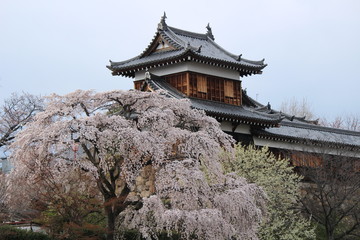 Japanese national flower cherry blossom