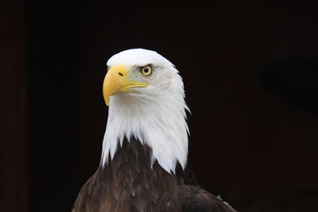 American bald eagle close up 