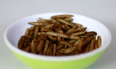 Dried caterpillars on white background for animal food.