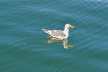 Seagull swimming in blue water with reflection