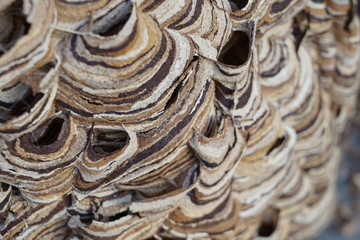view inside a huge hornets nest  Vespa crabro, with a population of about 1000 animals