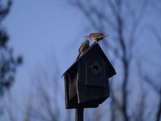 Bird on birdhouse