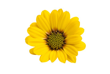 yellow daisy isolated