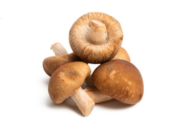 shiitake mushroom