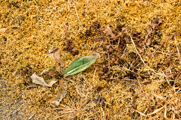 Effects of weedkiller on natural plants.