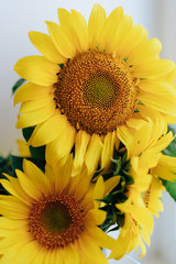 beautiful yellow sunflowers on a light background 1