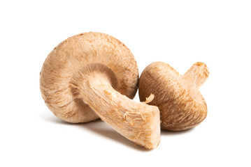 shiitake mushroom