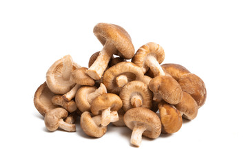 shiitake mushroom