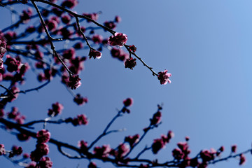 梅の花のマクロ写真