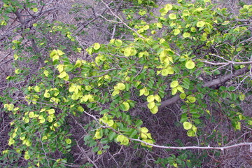The landscape of blooming vegetation in the mountain forests at the foot of the Crimean mountain...