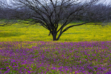 Texas Hill Country in Colorful Spring Bloom