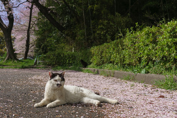 桜と猫