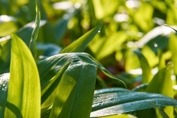 Close-up of bear garlic leaves with dew drops. Sunny day in the meadow with defocused background.