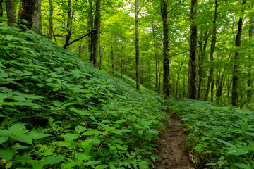 Fototapeta premium Green Foliage Covers the Forest Floor