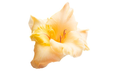gladiolus flower isolated