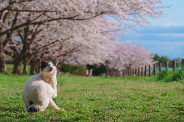 桜と猫