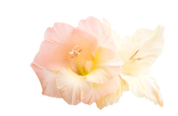 Obraz na płótnie Canvas gladiolus flower isolated