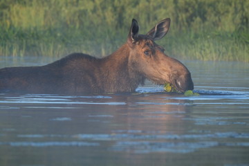 Moose having breakfast
