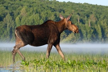 Moose in Algonquin park