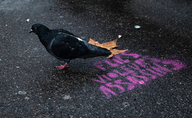 Bird pIgeon