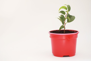 Potted plant in a transplant and care