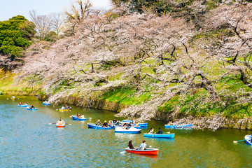 [東京都] 千鳥ヶ淵の桜 (No.7920)