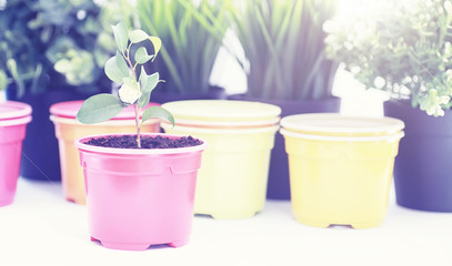 Potted plant in a transplant and care