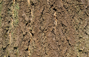Tree bark with rough surface as background