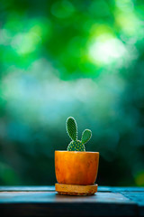 Cactus on a wooden table, bokeh background