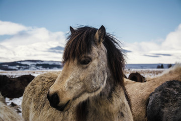 horse