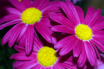 Pink summer daisies with bright yellow middle