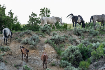 Herd of Wild Horses Climb Desert Hill