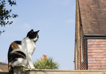Beautiful Cat in Profile Sits on Top of Fence Against Blue Sky, Near to House on Sunny Day. Copy Space. Concept: Gardener Friends. 