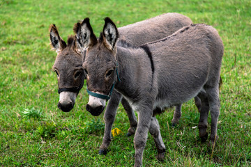Pair of Donkeys