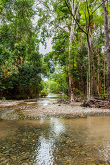Daintree Rainforest at Cape Tribulation in Queensland, Australia