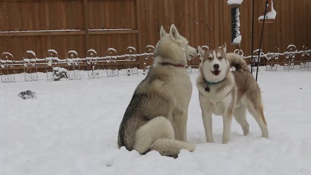 siberian husky dogs play outside in the snow after a snow storm