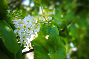 blooming bird cherry