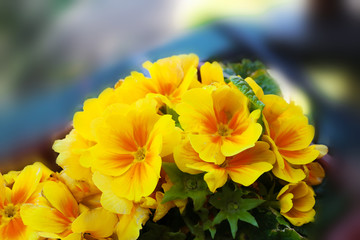blooming yellow primula